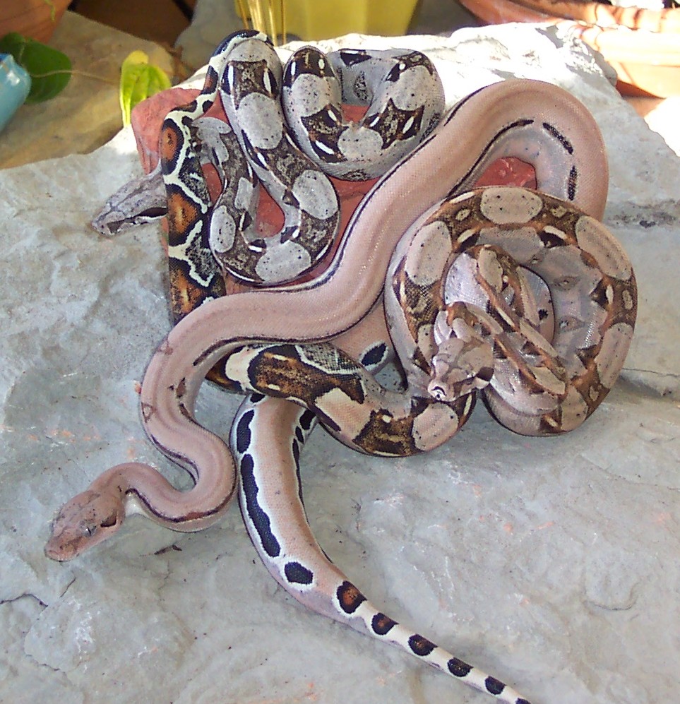 photo gallery > Boa Constrictors > 3 pink boas