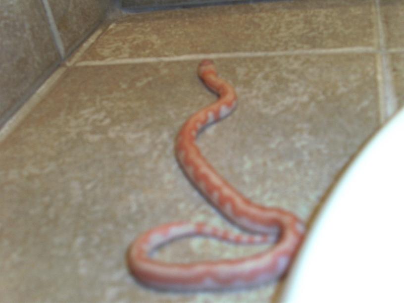 photo gallery > Kingsnakes > Ruthven '09