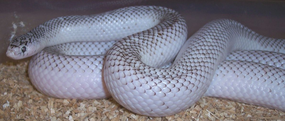 photo gallery > Kingsnakes > Adult Axanthic WhiteSided