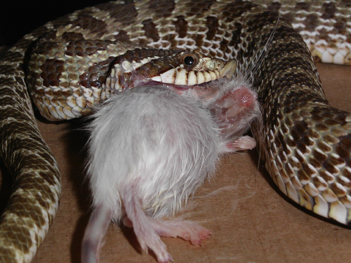 photo gallery > Hognose Snakes > Hog eats mouse
