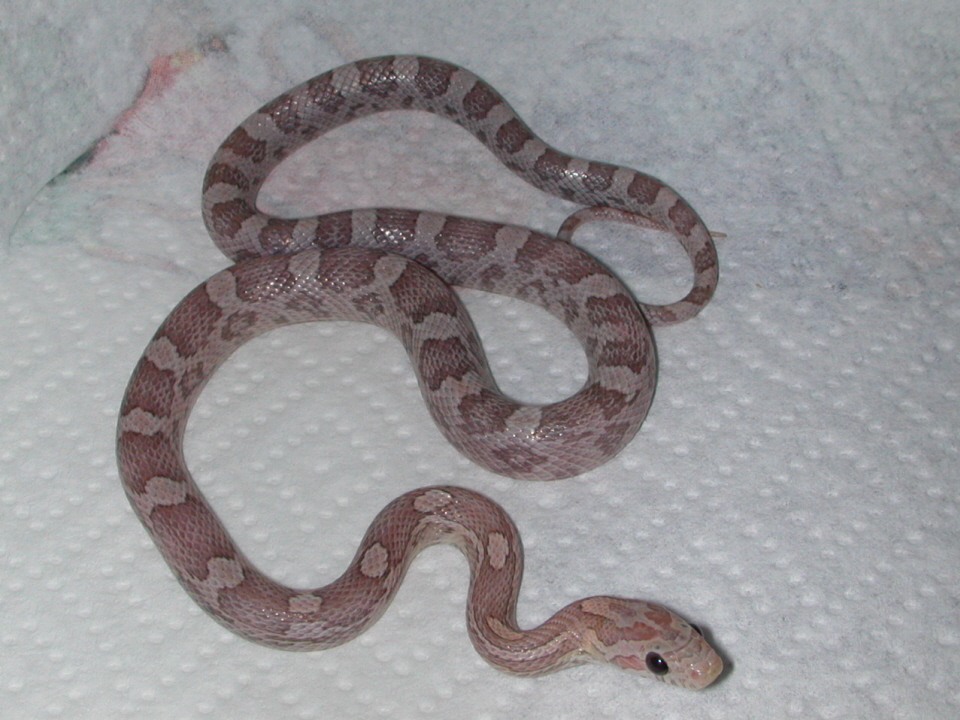 photo gallery > Corn Snakes > lavender corn