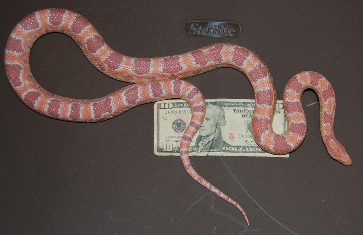 photo gallery > Member Galleries > female corn 2