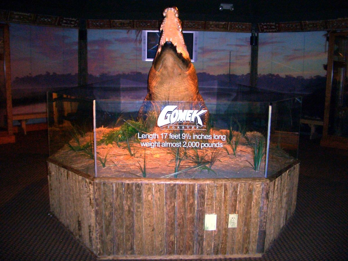 photo gallery > Crocodiles > Gomek Preserved (St