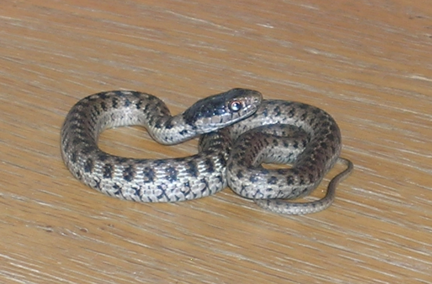 photo gallery > Garter Snakes > gray wandering garter