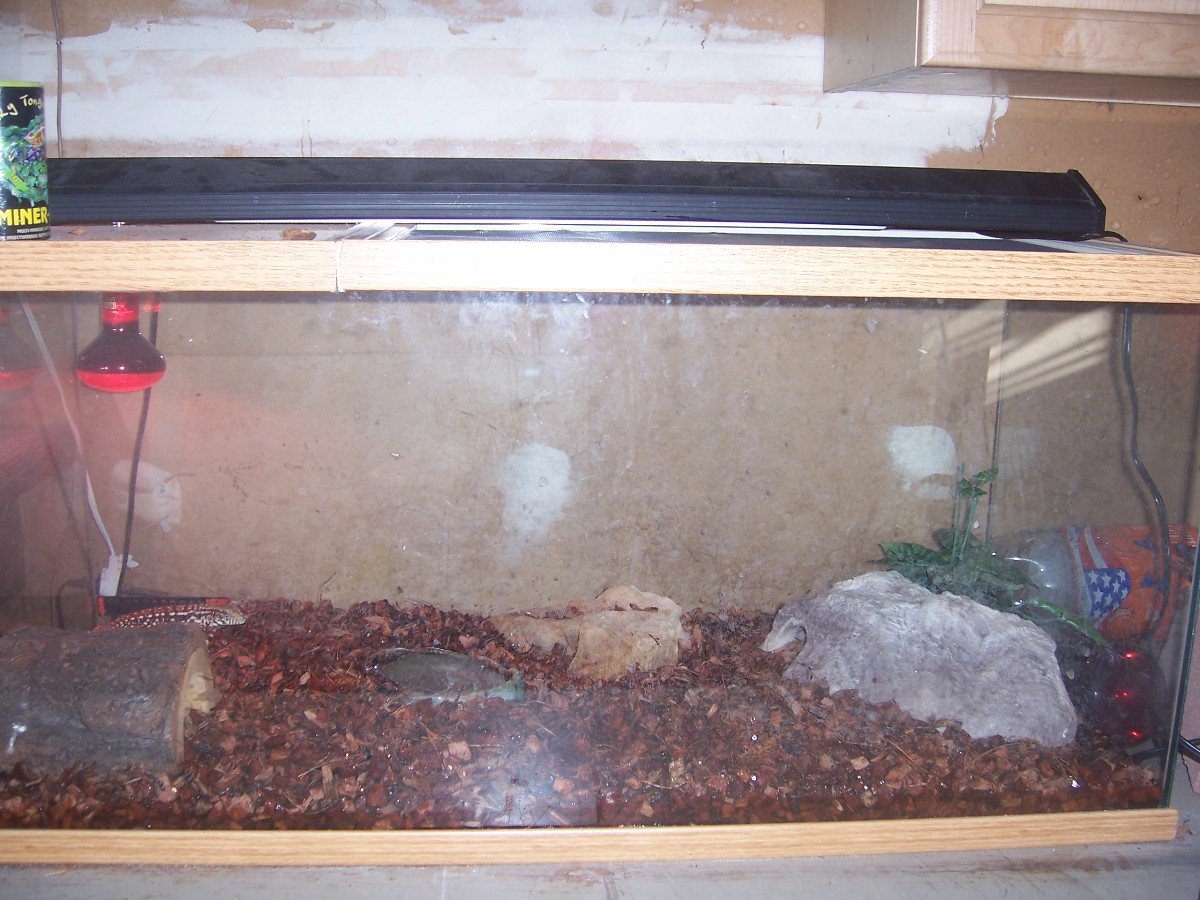 photo gallery > Tegus > TEGU ENCLOSURE