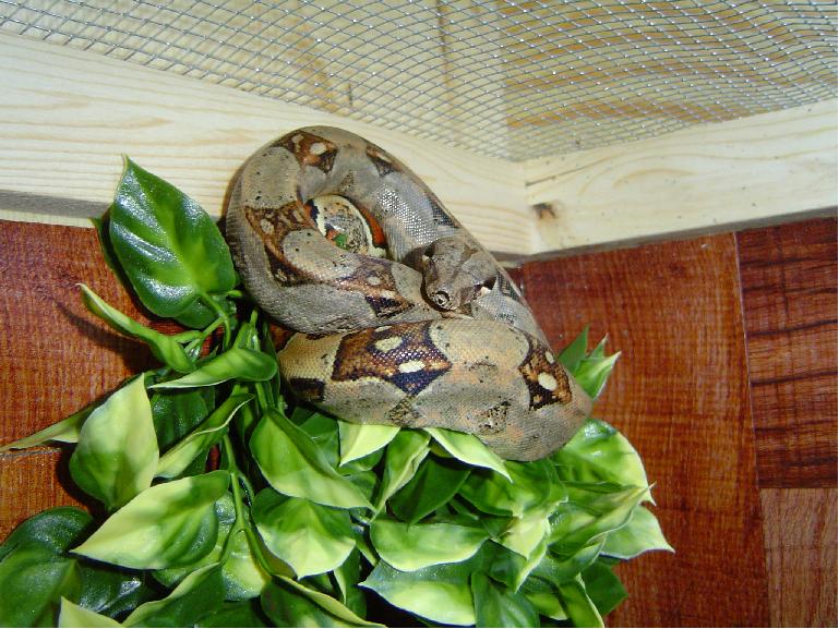 photo gallery > Boa Constrictors > sid chilling in