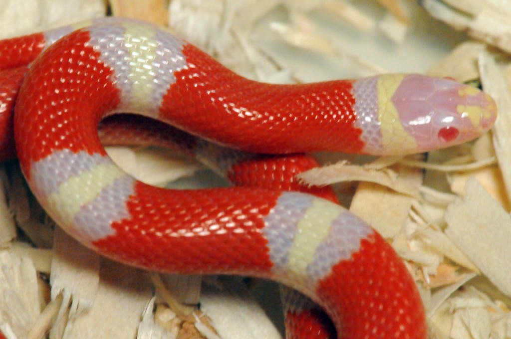 photo gallery > Milk Snakes > Albino Nelson