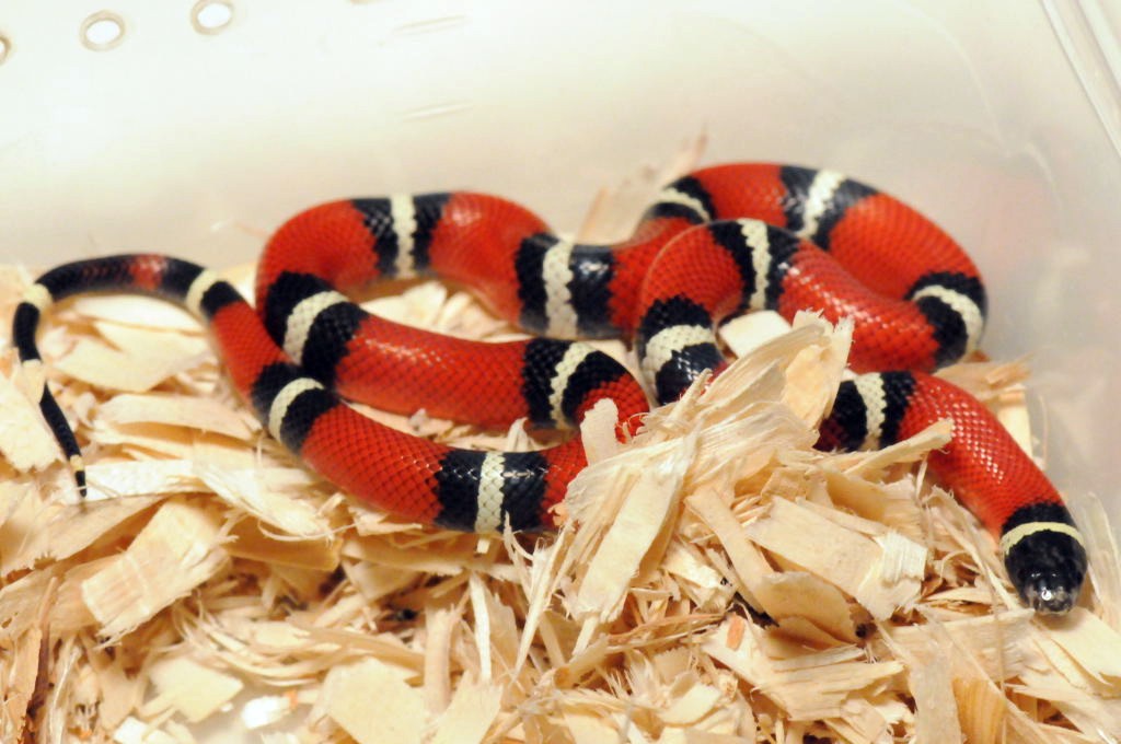 Kingsnake.com Classifieds > Milk Snake Classifieds