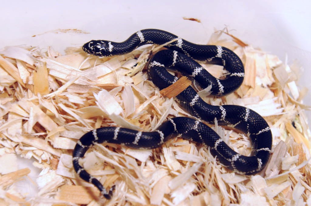 Kingsnakes, Milk Snakes, and Other Reptiles Available from