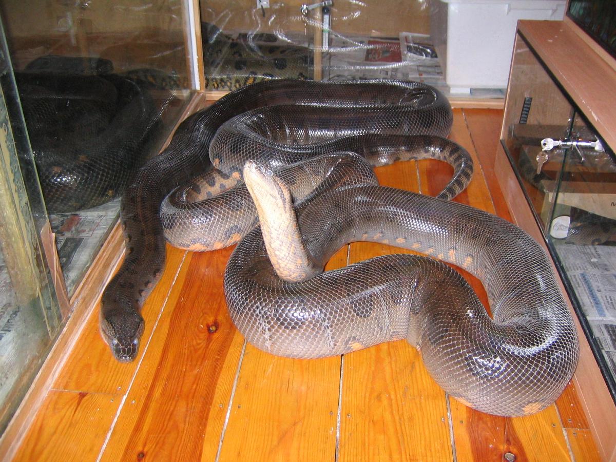 photo gallery > Anacondas > a few anacondas