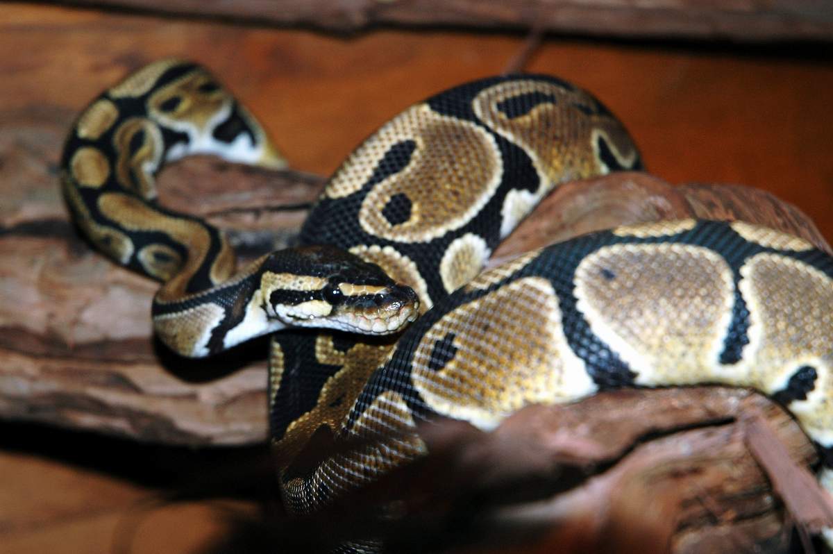 photo gallery > Ball Pythons > Yearling male ball python