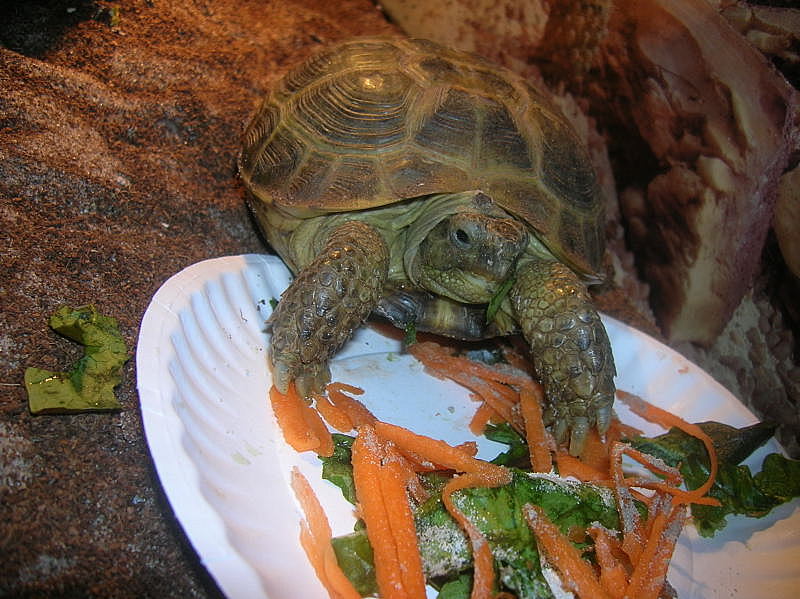 photo gallery > Tortoises > Russian Tortoise