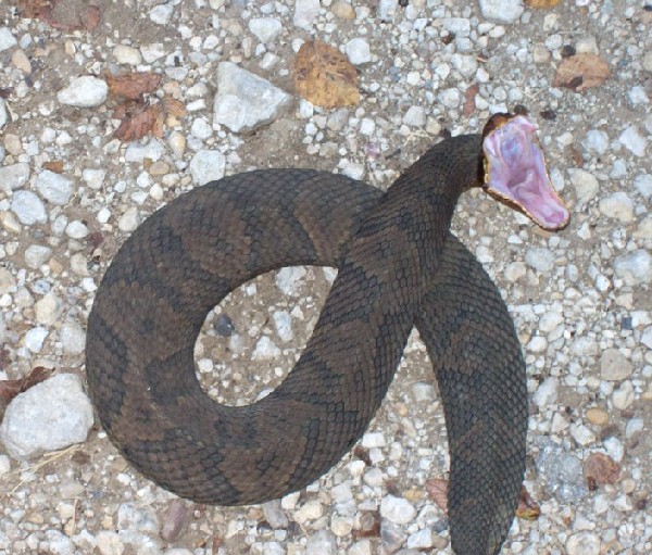 kingsnake blog Blog Herp Photo of the Day Water Moccasin!