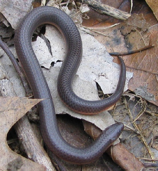 kingsnake blog Blog Herp Photo of the Day Eastern Worm