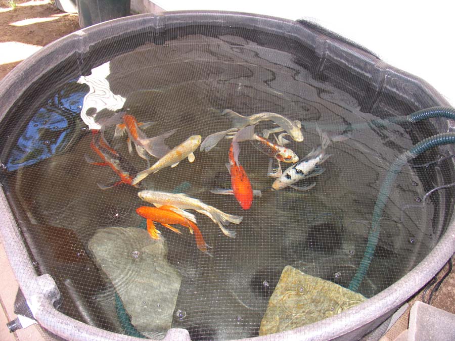 Finally new pond complete *PHOTOS* So disapointed! Tropical Fish Forums