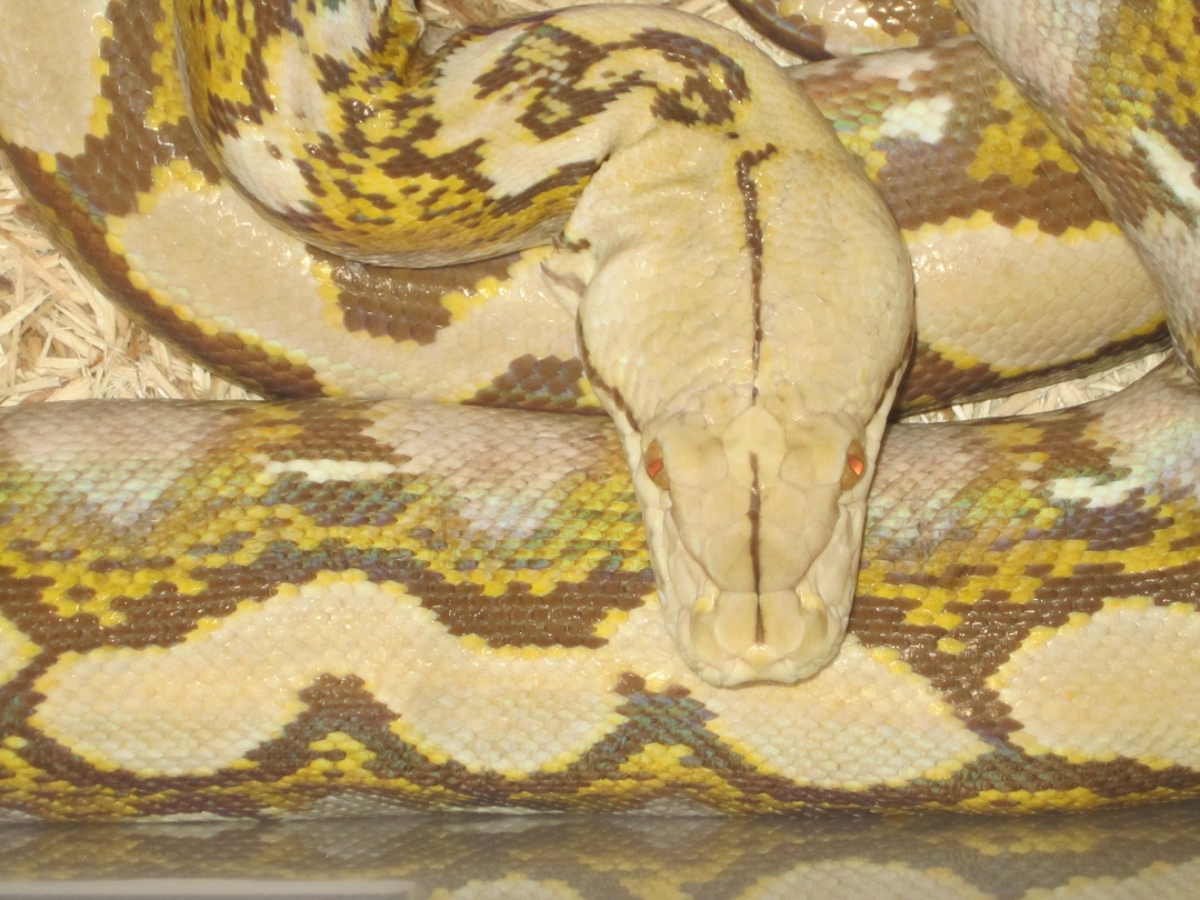 1.0 Bonde/Caramel Retic FaunaClassifieds
