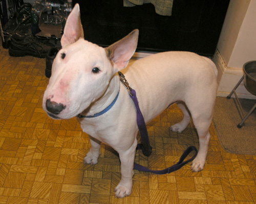 I think I'm in love! Tegu Talk