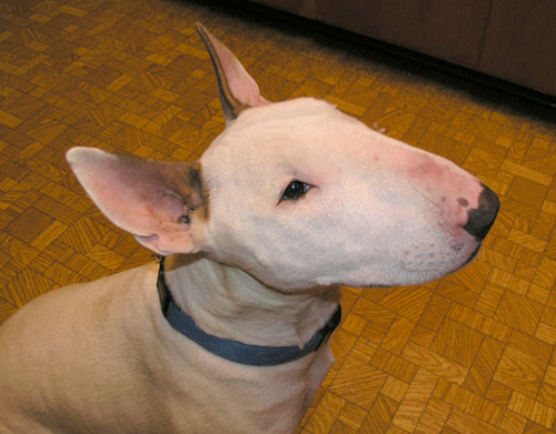 I think I'm in love! Tegu Talk