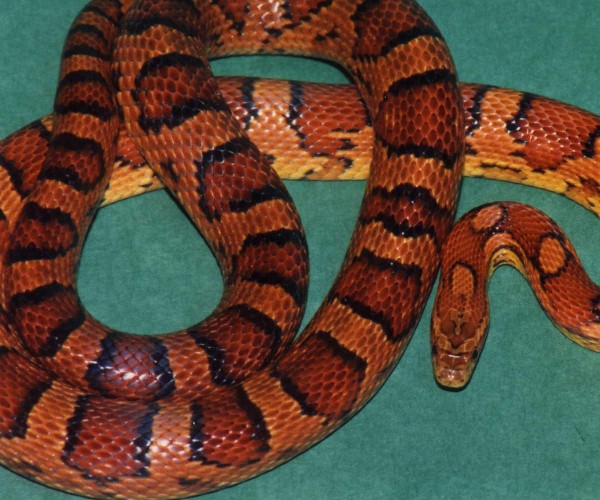 Herpforum My Okeetee Story with pics