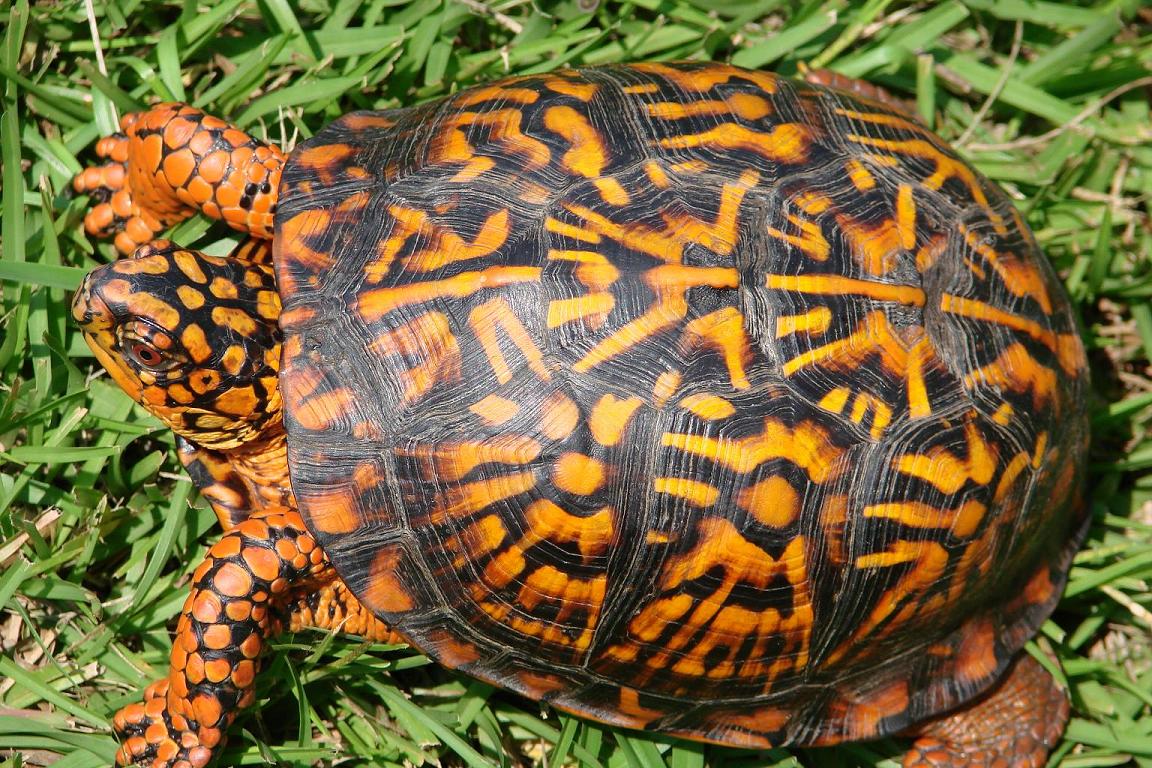 kingsnake blog Blog Herp Photo of the Day Box Turtle