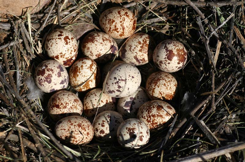 I found quarter sized eggs in a nest buried under a bunch of Yucca what