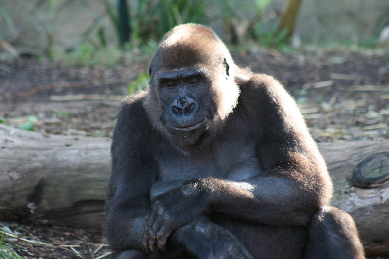 Relaxing Gorilla arms folded Stanleys Monkey Gallery