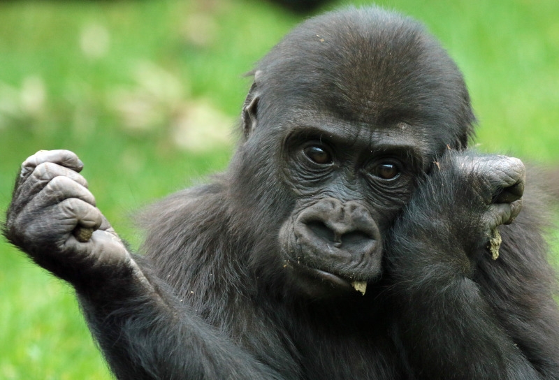 A young Gorilla looking a little sad Stanleys Monkey Gallery