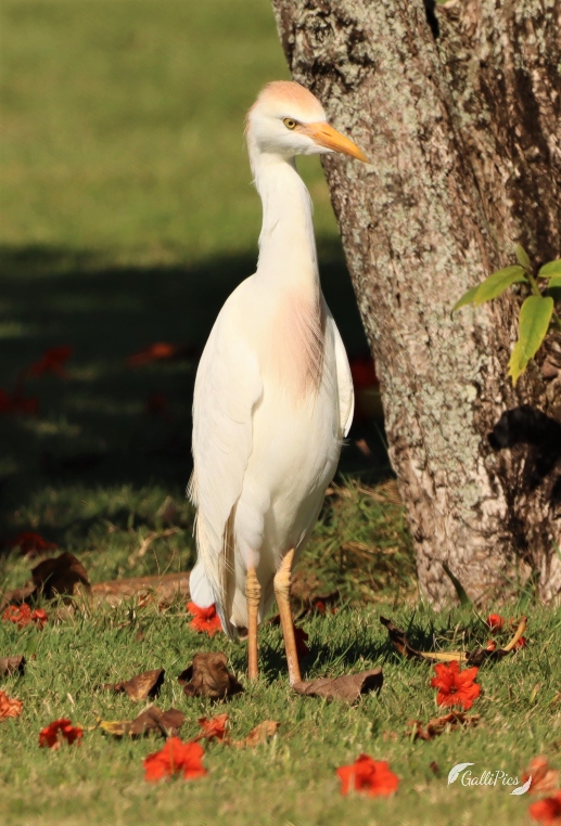 Birds of Kauai GalliPics