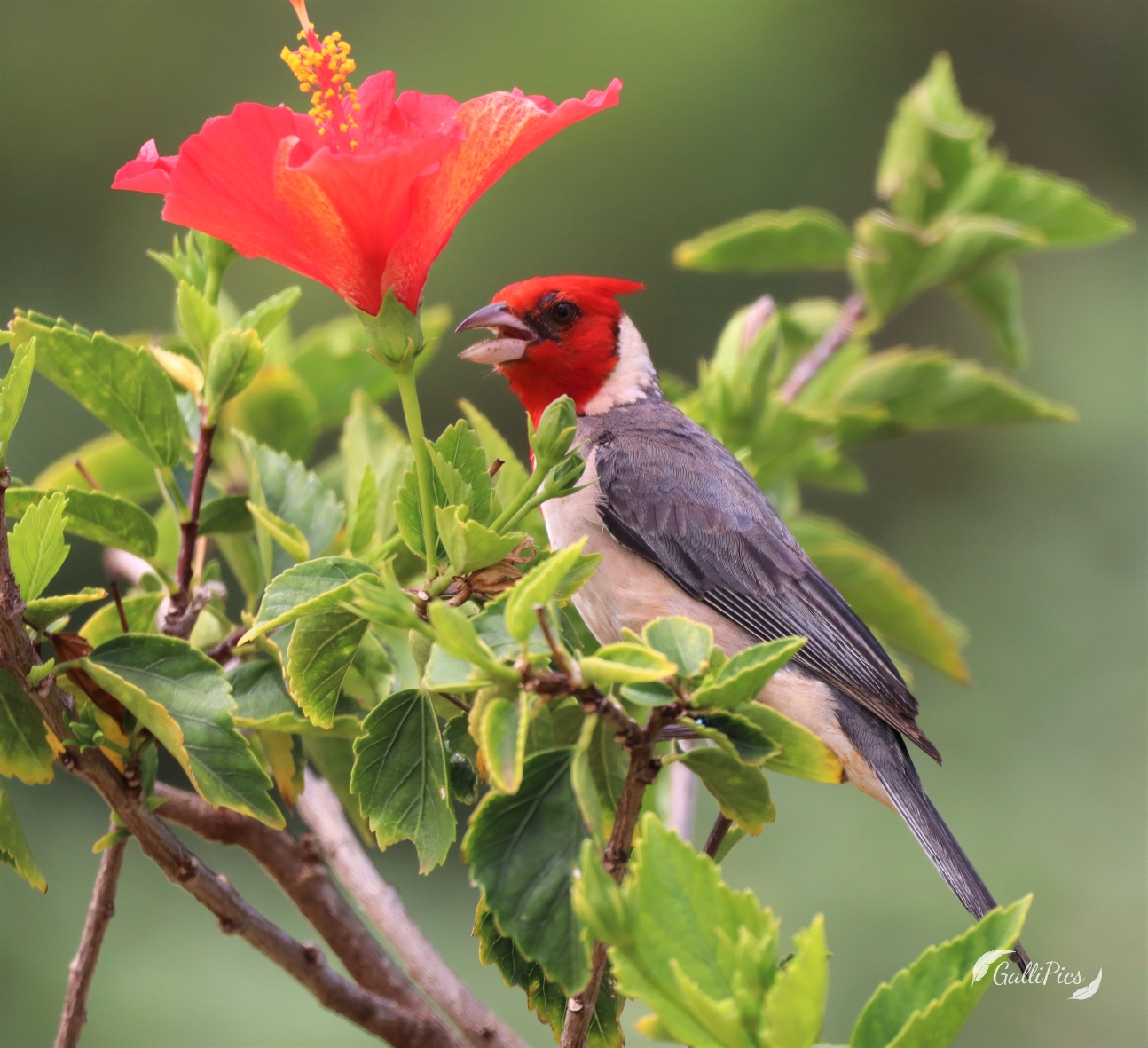 Birds of Kauai GalliPics