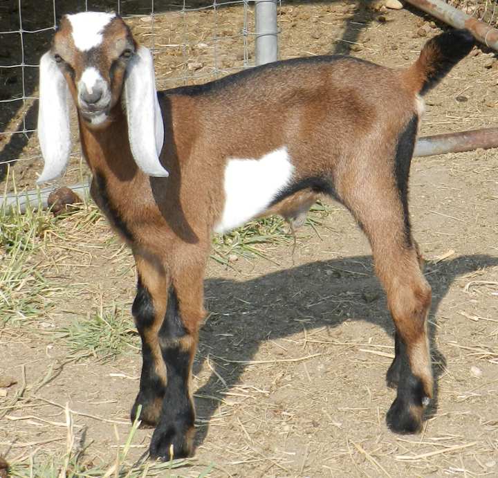 Nubian Goats Galloping Winds Ranch