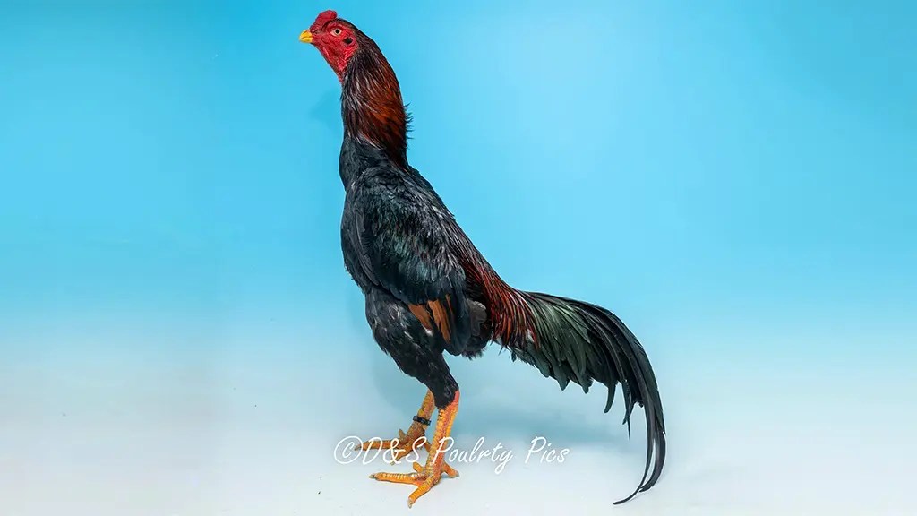 Gallo Shamo ☑️ Tipos, Características, Temperamento