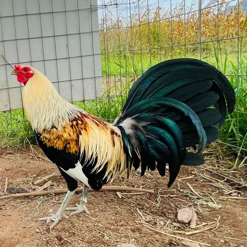 Gallo Hatch ☑️ Tipos, Características, Temperamento