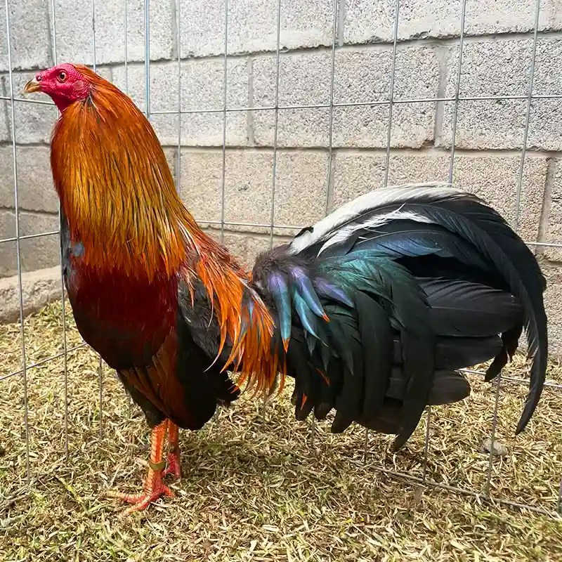 Gallo Kelso ☑️ Tipos, Características, Temperamento