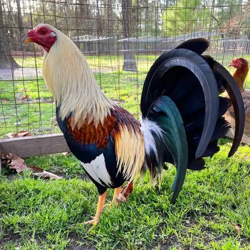 Gallo Kelso ☑️ Tipos, Características, Temperamento