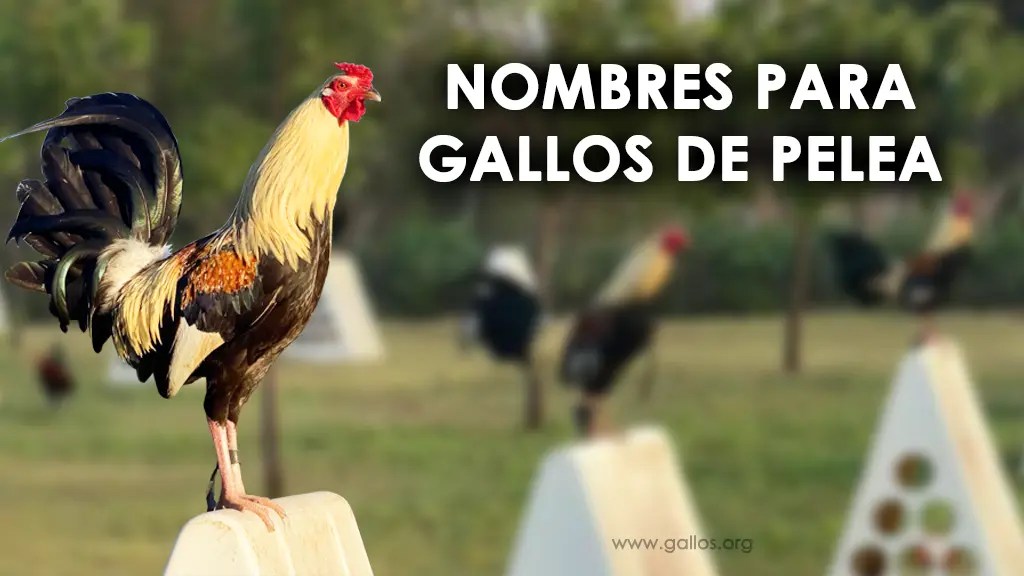 +100 Nombres para gallos de pelea ☑️ Por Color, Machos y Hembras