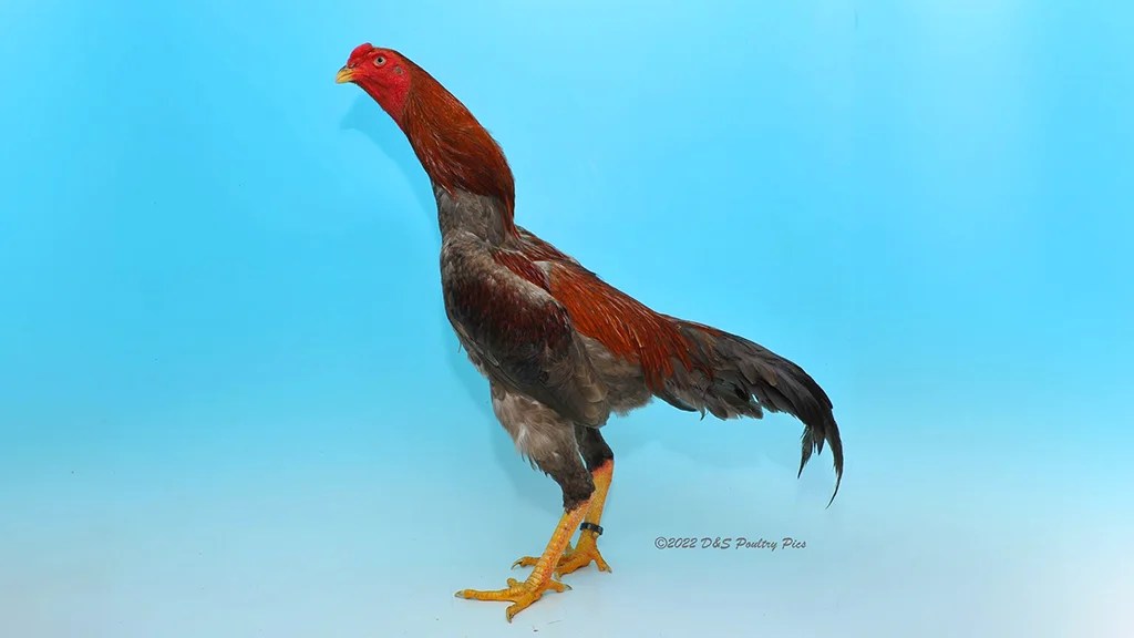 Gallo Shamo ☑️ Tipos, Características, Temperamento