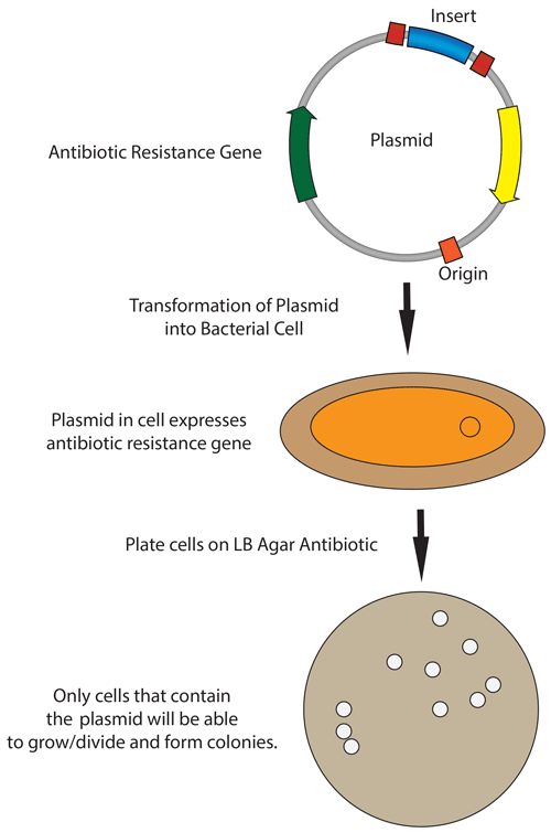 Bacterial Transformation — Galloway Lab Protocols documentation