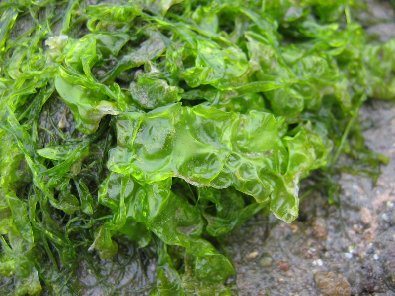 Sea Lettuce Edibility, Identification, Distribution Galloway Wild Foods