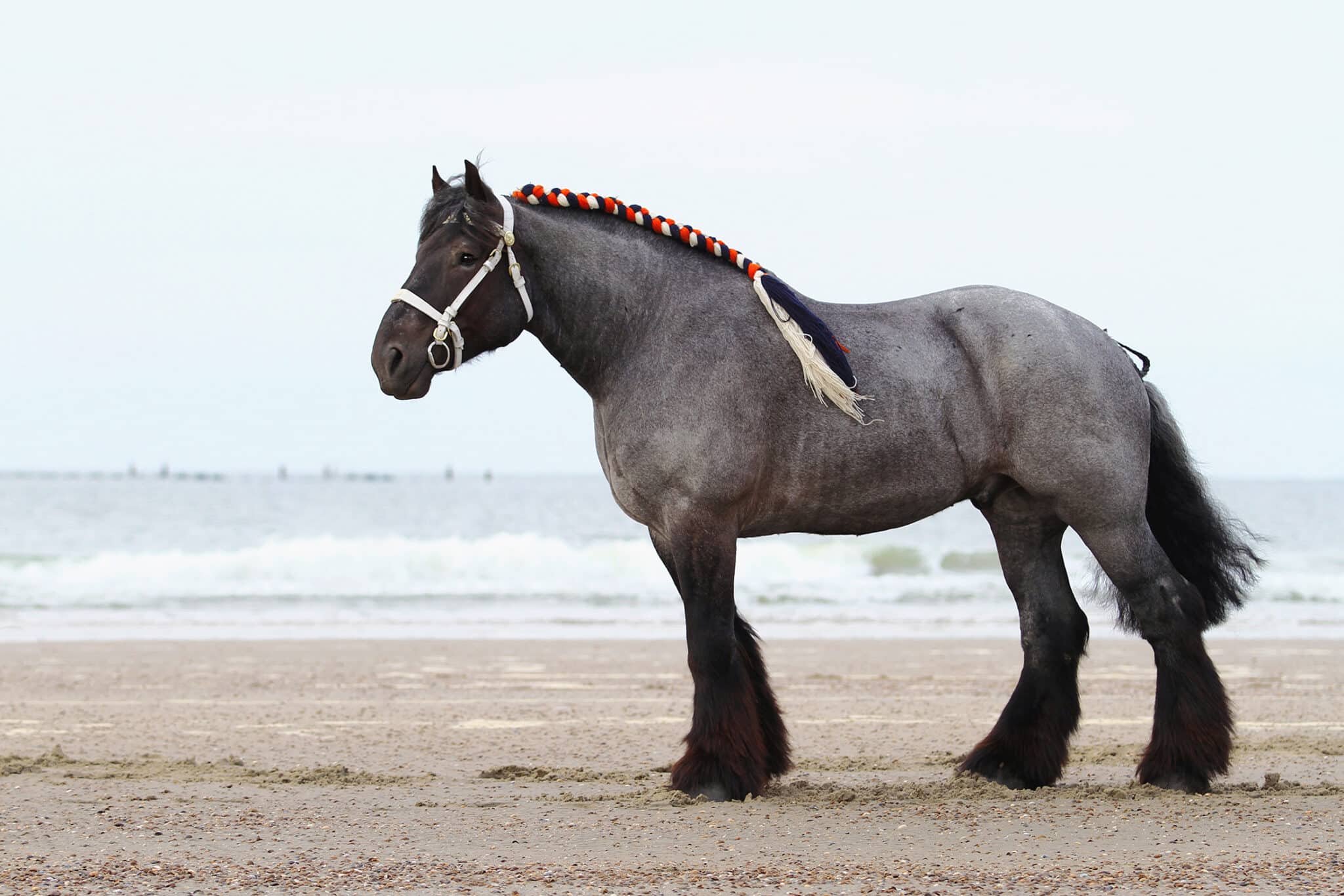 Les 10 races de chevaux les plus grandes au monde Galopyr