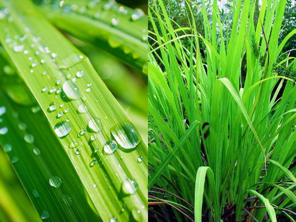 Qué es el té limón y sus beneficios