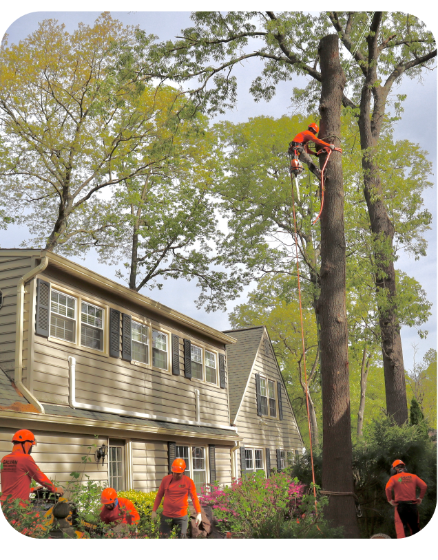 Services Galvan Tree Experts
