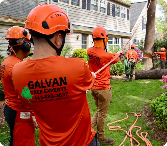 1 Rated Professional Tree Removal & Land Clearing Services