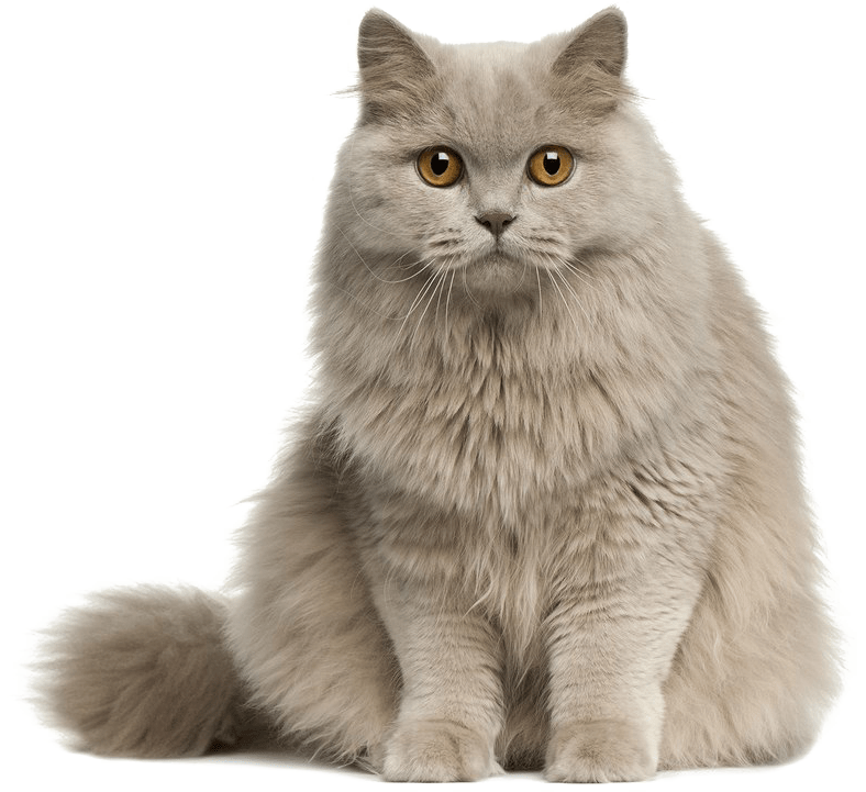 Opening hours & pricing Galway Kennels