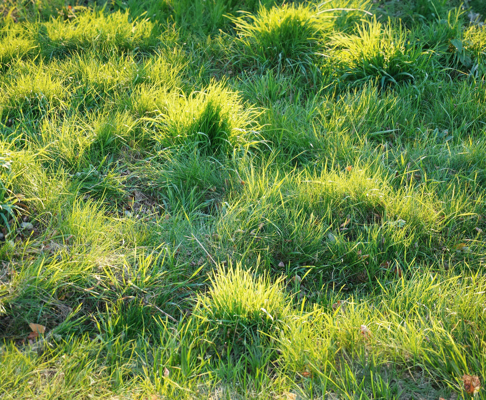 why does grass grow in clumps Tall Fescue 1.0 Modern Design