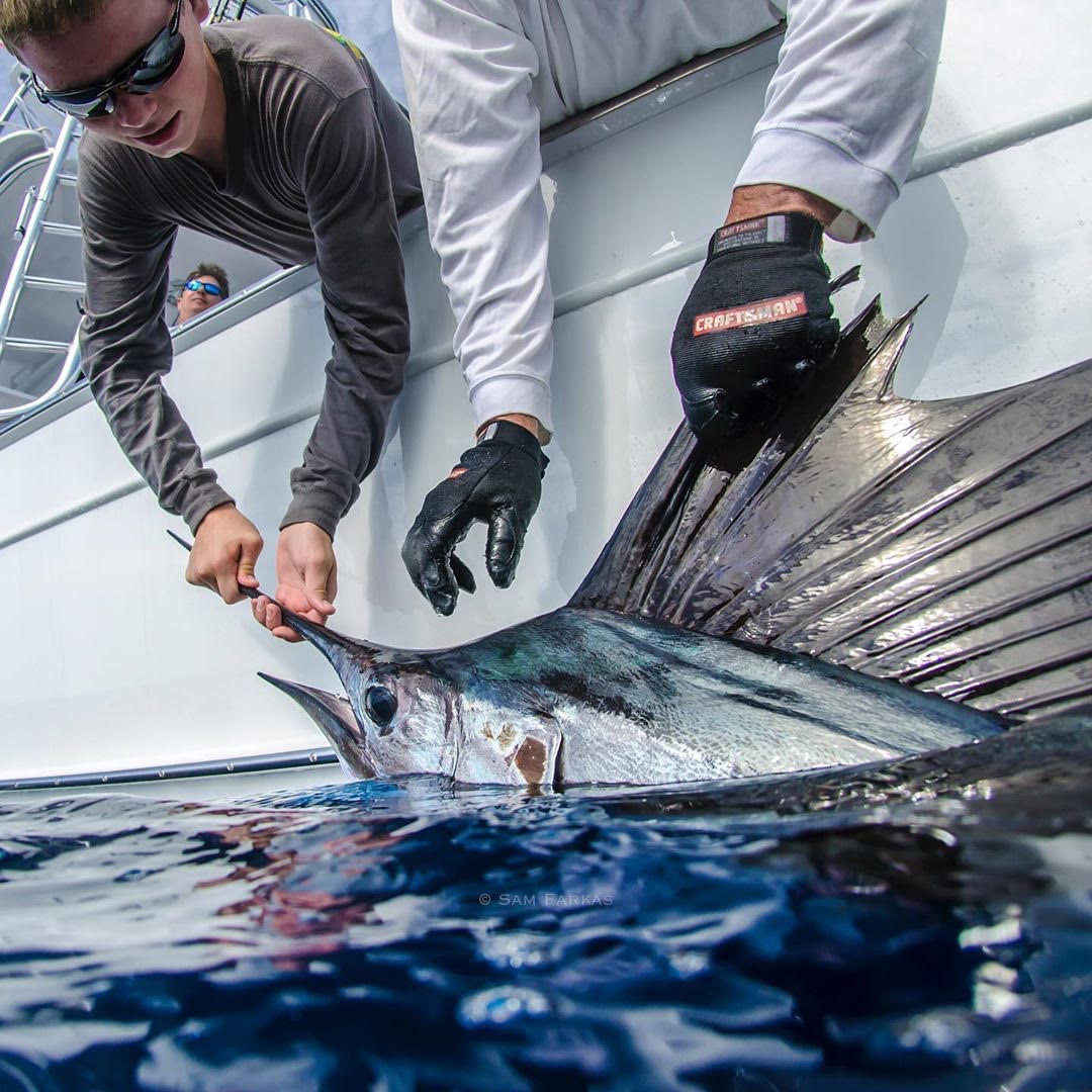 NOAA Prohibits Retention of Atlantic Blue Marlin, White Marlin, and