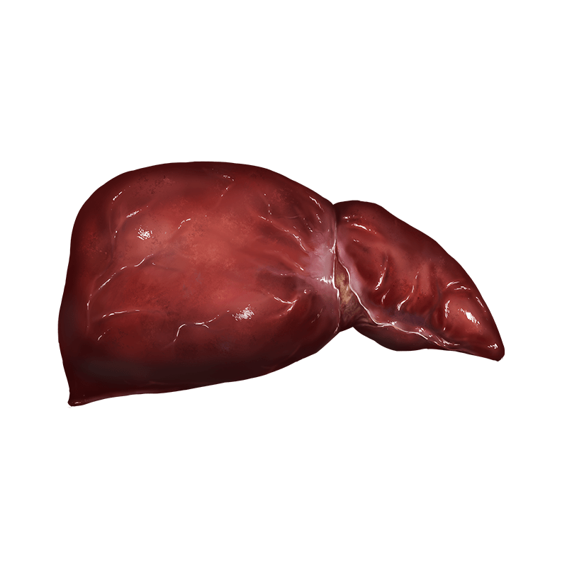 Liver Official Pathologic Wiki