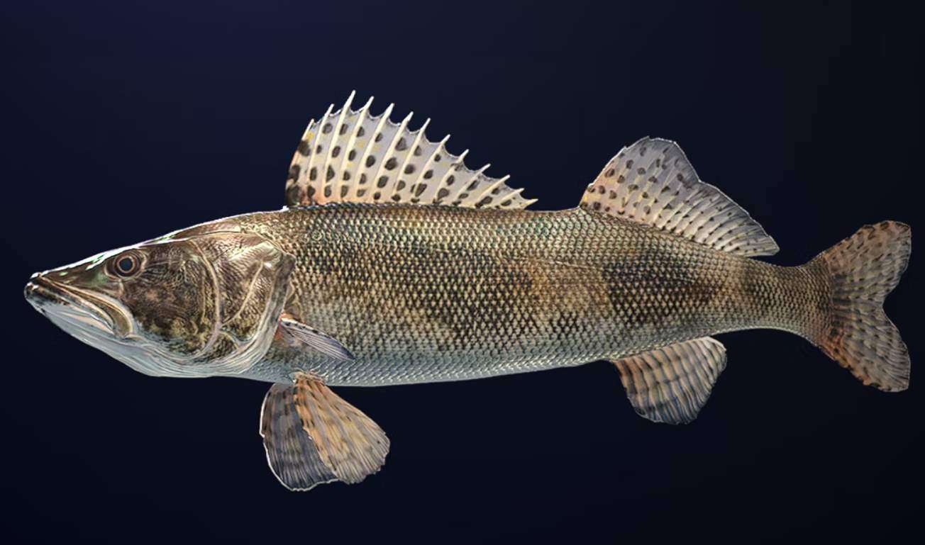 Call of the Wild The Angler Guide to All Fish Species