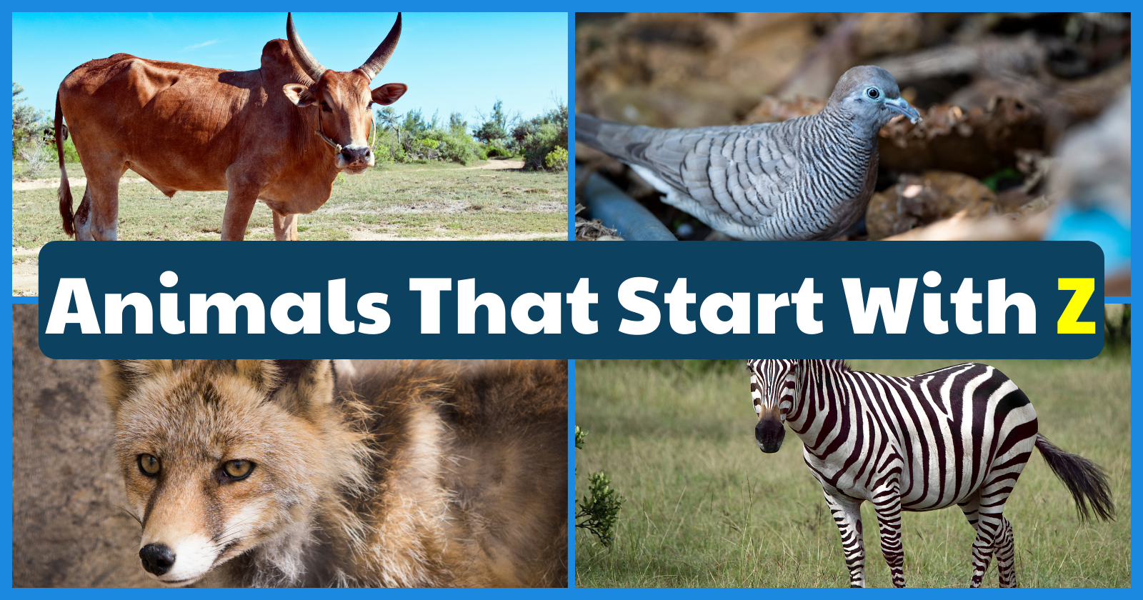 50 Animals That Start With Z List, Fun Facts, And Pictures Games4esl