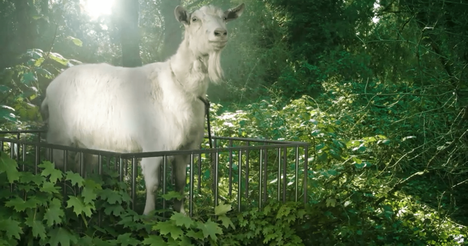goat