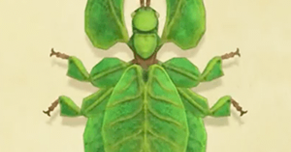 ACNH Walking leaf How To Catch & Price Animal Crossing GameWith